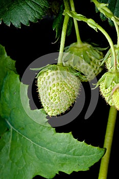 Fresh and unripe strawberry, bright green on a black background.