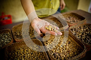 Fresh unroasted coffee beans