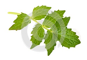 Fresh Valerian leaf