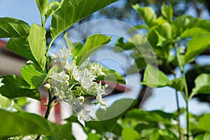The fresh vallaris glabra in the garden