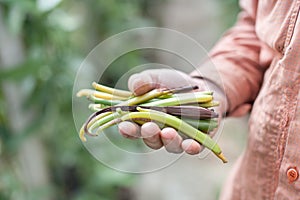 Fresh Vanilla beans