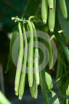 Fresh Vanilla Pod plants in nature background.