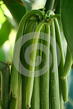 Fresh Vanilla Pod plants in nature background.