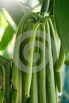 Fresh Vanilla Pod plants in nature background.