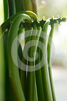 Fresh Vanilla Pod plants in nature background.