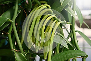 Fresh Vanilla Pod plants in nature background.