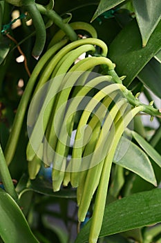 Fresh Vanilla Pod plants in nature background.