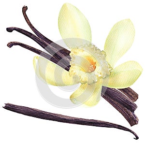 Fresh vanilla pods and white, yellow flower, four sticks, food ingredient, isolated, hand drawn watercolor illustration