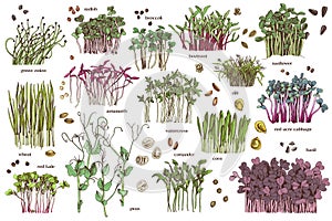 Hand drawn fresh vector microgreens sprouts photo