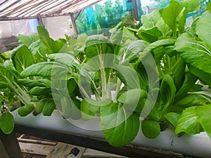 Fresh vegetabel hydroponic system in small garden