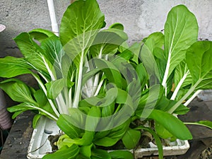 Fresh vegetabel hydroponic system in small garden