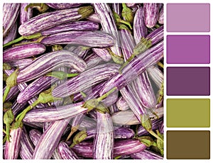 Fresh vegetable eggplant with palette color swatches
