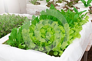 fresh vegetable growing in hydroponics system