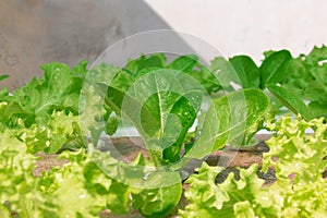 fresh vegetable growing in hydroponics system