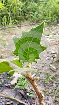 fresh vegetable ingredient for thai cuisine