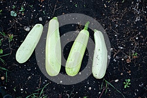 Fresh vegetable marrows on a soil