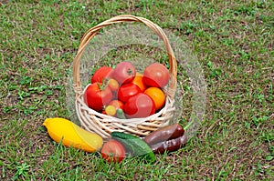 Fresh vegetables in a basket. Growing tomatoes and cucumbers in the garden.