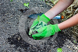 Fresh vegetables being planted in garden