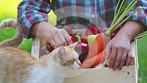 Fresh vegetables in a box on the hands of a young girl.