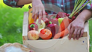Fresh vegetables in a box on the hands of a young girl.