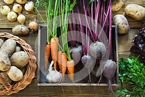 Fresh vegetables from carrot, beetroot, onion, garlic, potato in tray on old wooden board. Top view. Autumn still life.