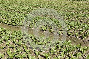 Fresh vegetables in farmland