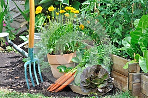Fresh vegetables from garden