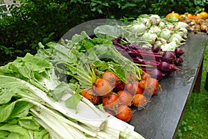 Fresh vegetables from the garden, The Netherlands