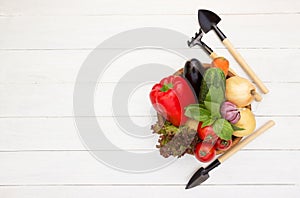 Fresh vegetables and garden tools on white wooden board.Gardening and agriculture concept