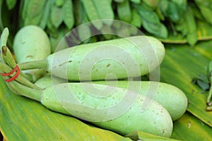 Fresh vegetables - green hatch in the market.