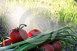 fresh vegetables on green lawn. Tomatoes, cucumbers and green onions in splashes of rain and rays of the sun. Proper nutrition,