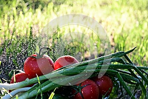 fresh vegetables on green lawn. Tomatoes, cucumbers and green onions in splashes of rain and rays of the sun. Proper nutrition,