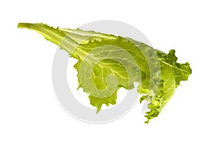 Fresh vegetables - green leaf lettuce