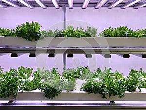 Fresh Vegetables are growing in indoor farm/vertical farm.