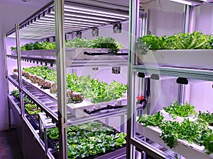 Fresh Vegetables are growing in indoor farm/vertical farm.