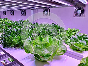 Fresh Vegetables are growing in indoor farm/vertical farm.