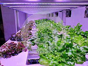 Fresh Vegetables are growing in indoor farm/vertical farm.