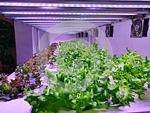 Fresh Vegetables are growing in indoor farm/vertical farm.