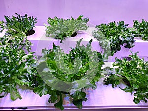 Fresh Vegetables are growing in indoor farm/vertical farm.