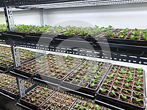 Fresh Vegetables are growing in indoor farm/vertical farm.