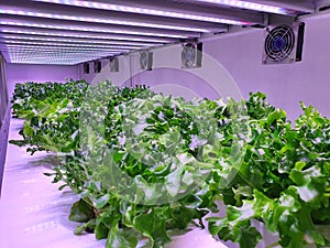 Fresh Vegetables are growing in indoor farm/vertical farm.