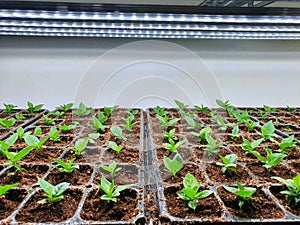 Fresh Vegetables are growing in indoor farm/vertical farm.