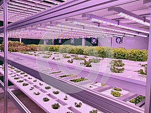 Fresh Vegetables are growing in indoor farm/vertical farm.