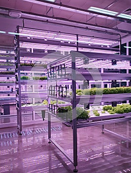 Fresh Vegetables are growing in indoor farm/vertical farm.