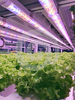 Fresh Vegetables are growing in indoor farm/vertical farm.