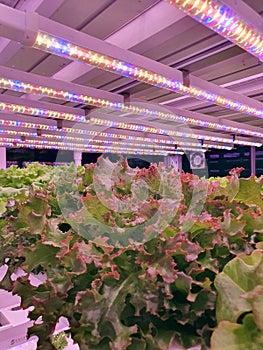 Fresh Vegetables are growing in indoor farm/vertical farm.