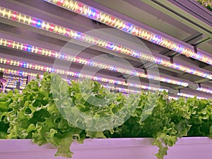 Fresh Vegetables are growing in indoor farm/vertical farm.