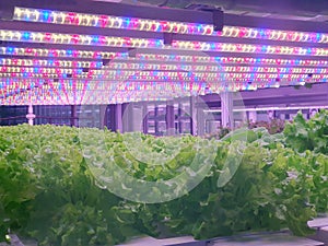 Fresh Vegetables are growing in indoor farm/vertical farm.