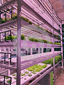 Fresh Vegetables are growing in indoor farm/vertical farm.