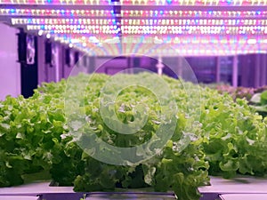 Fresh Vegetables are growing in indoor farm/vertical farm.